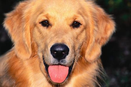 Chienne LABRADOR